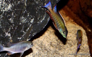 Lethrinops albus
