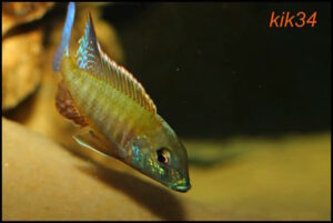 Lethrinops albus 'Kande Island''Kande Island' Lethrinops albus 'Kande Island'