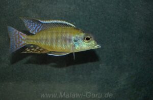 Lethrinops albus
