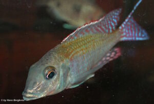 Lethrinops albus 'Kande Island''Kande Island' Lethrinops albus 'Kande Island'