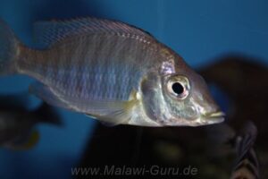 Lethrinops altus 'Harbour Island'