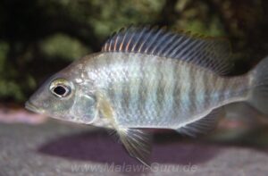 Lethrinops altus 'Harbour Island'