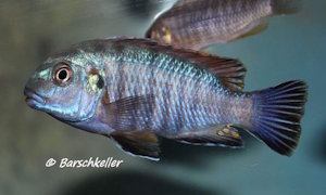 Pseudotropheus galanos 'Mbenji Island'