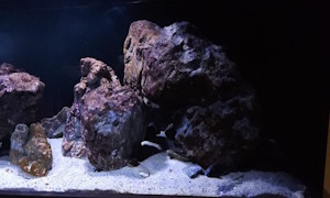 600 Liter Übergangszone Nonmbuna Becken