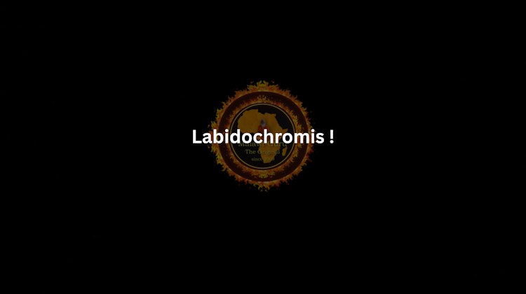 Labidochromis Verzeichnis