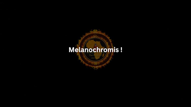 Melanochromis Verzeichnis