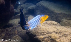 Petrotilapia sp. 'yellow chin'