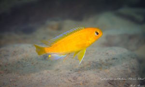 Tropheops macrophthalmus im Steckbrief Tropheops macrophtalmus