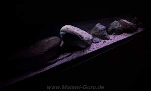 Mbuna-Aufzuchtbecken 220 Liter