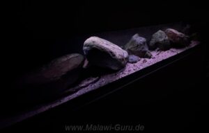 Mbuna-Aufzuchtbecken 220 Liter