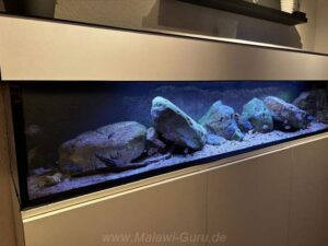 Mbuna-Aufzuchtbecken 220 Liter