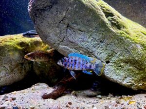 Mbuna-Aufzuchtbecken 220 Liter