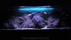 Felszone-Mbuna-Becken 756 Liter