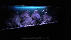 Felszone-Mbuna-Becken 756 Liter