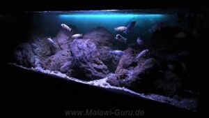 Felszone-Mbuna-Becken 756 Liter