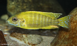 Aulonocara sp. 'stuartgranti maleri'