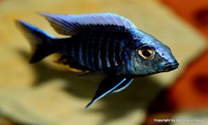 Aulonocara kandeense