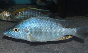 Aulonocara rostratum