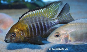 Aulonocara sp. 'chitande type north'