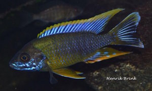 Aulonocara sp. 'lwanda'