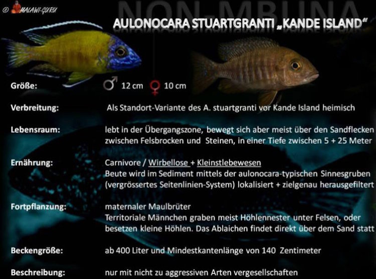 'Kande Island' - Grafik Aulonocara stuartgranti 'Kande Island'