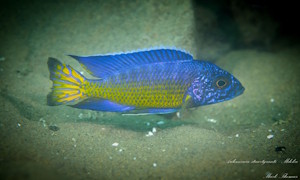 Aulonocara stuartgranti 'Mdoka Reef'