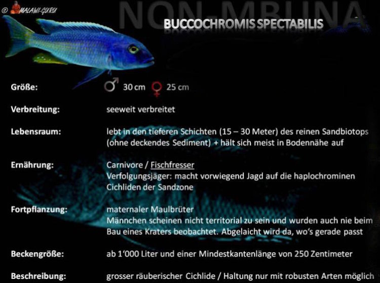 Grafik zu Buccochromis spectabilis Buccochromis spectabilis