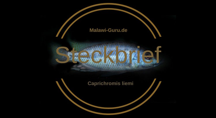 Caprichromis liemi