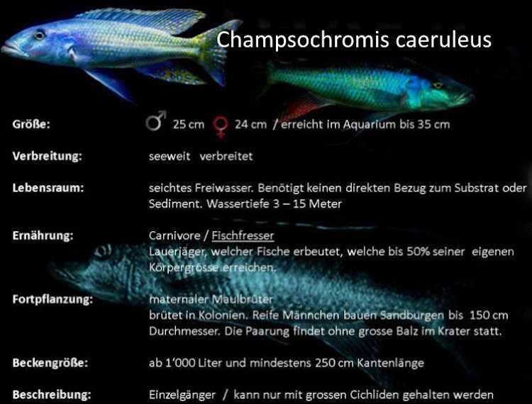 Grafik zu Champsochromis caeruleus Champsochromis caeruleus
