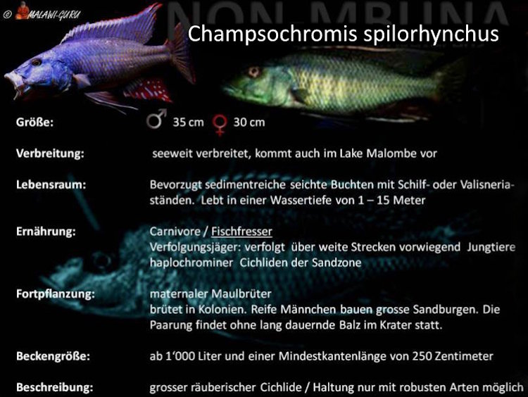 Grafik zu Champsochromis spilorhynchus Champsochromis spilorhynchus