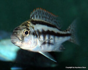 Cheilochromis euchilus 'Likoma Island'