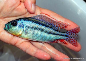 Cheilochromis euchilus 'Likoma Island'