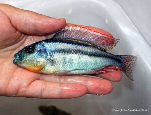 Cheilochromis euchilus 'Likoma Island''Likoma Island' Cheilochromis euchilus