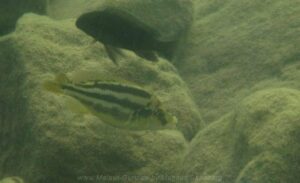 Cheilochromis euchilus 'Maleri Island'