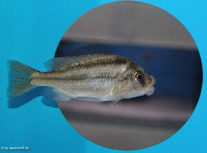 Cheilochromis euchilus 'Matema''Matema' Cheilochromis euchilus 'Matema'
