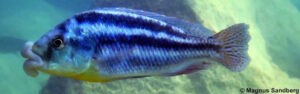Cheilochromis euchilus 'Mbenji Island'