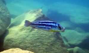 Cheilochromis euchilus im Steckbrief Cheilochromis euchilus