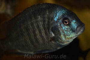 Chilotilapia rhoadesii 'Boadzulu Island'