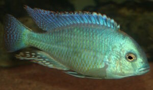 Chilotilapia rhoadesii 'Boadzulu Island''Boadzulu Island' Chilotilapia rhoadesii 'Boadzulu Island'