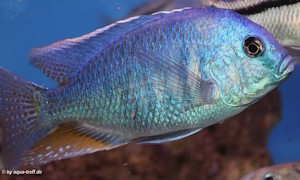 Chilotilapia rhoadesii im Steckbrief Chilotilapia rhoadesii