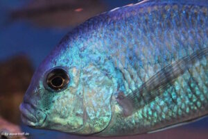 Chilotilapia rhoadesii 'Boadzulu Island'