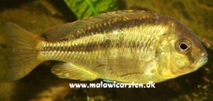 Chilotilapia rhoadesii 'Boadzulu Island'
