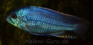 Chilotilapia rhoadesii 'Boadzulu Island''Boadzulu Island' Chilotilapia rhoadesii 'Boadzulu Island'