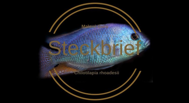 Der Steckbrief zu Chilotilapia rhoadesii Chilotilapia rhoadesii