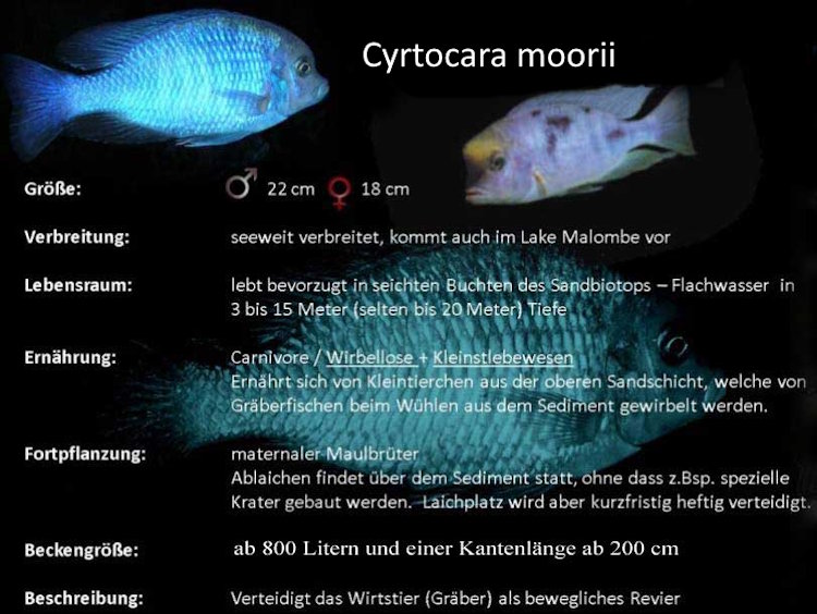 Grafik zu Cyrtocara moorii Cyrtocara moorii