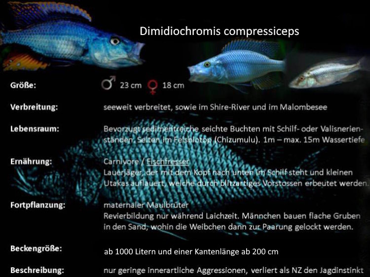 Dimidiochromis compressiceps in der Grafik Dimidiochromis compressiceps