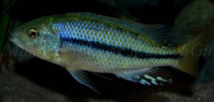 Dimidiochromis kiwinge 'Border''Border' Dimidiochromis kiwinge