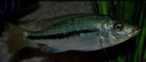 Dimidiochromis kiwinge 'Border'