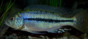 Dimidiochromis kiwinge