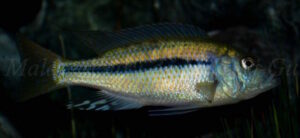 Dimidiochromis kiwinge 'Border'